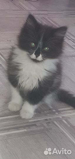 Котёнок в лобрые руки