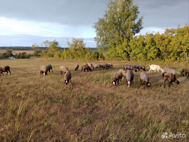 Овцы, бараны и ярки романовской породы