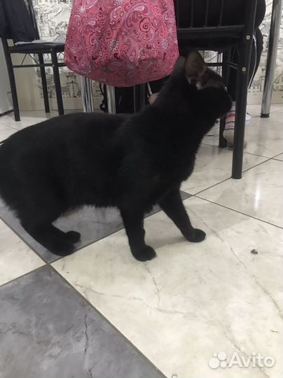 Отдам кота в добрые руки