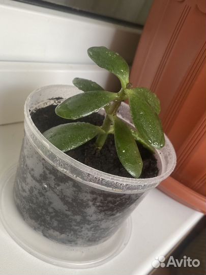 Толстянка (крассула)