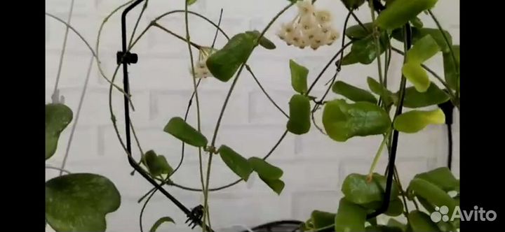 Хойя Обовата, лакуноза, и другие