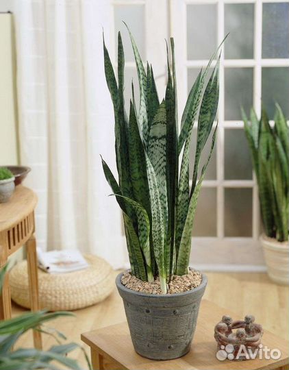 Сансевиерия щучий хвост