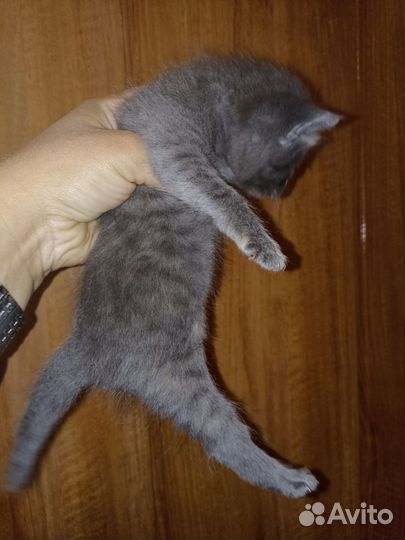 Лапочка девочка 