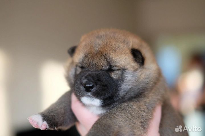 Щенки сиба ину