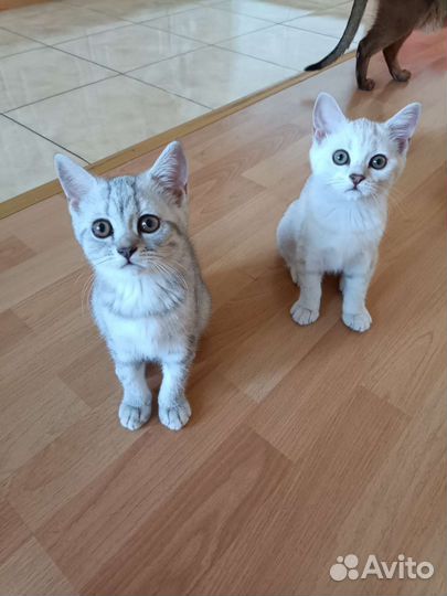 Британские котята