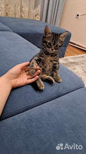 Кошка в дар