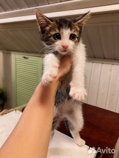 Умный котёнок мальчик засиделся в клетке 2,5