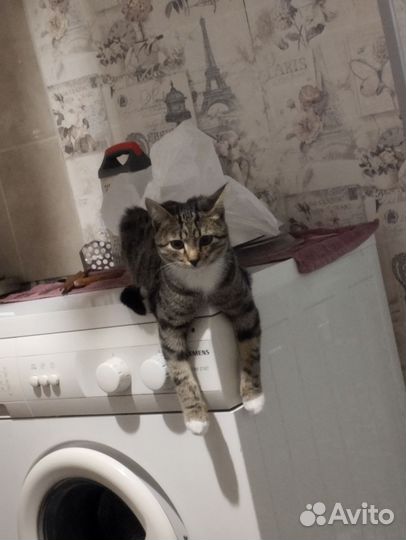 Кот в добрые руки