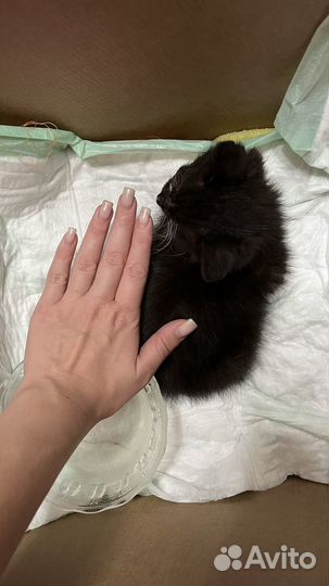 Кошка в дар