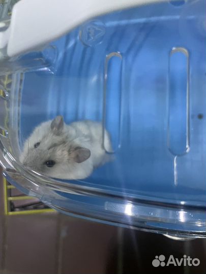 Джунгарский хомяк с клеткой