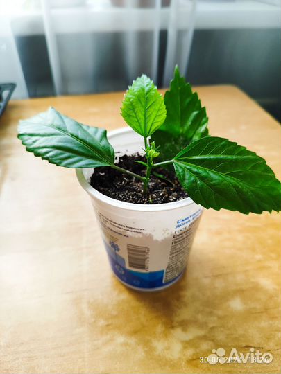 Гибискус китайская роза персиковая