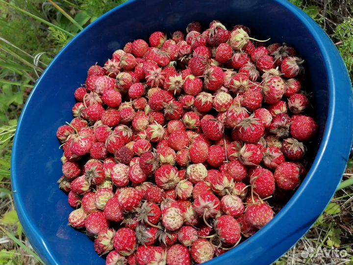 Земляника. Лесная клубника. Клубника. Виктория