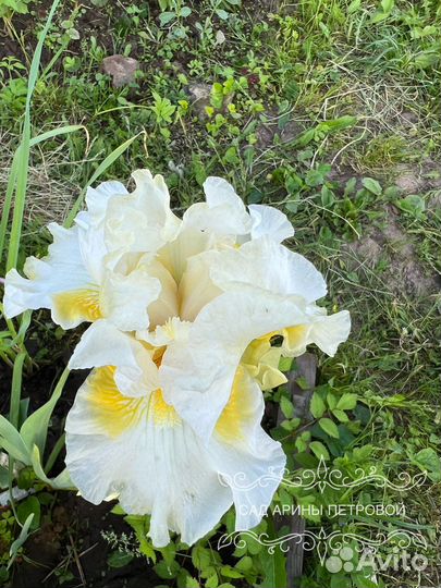 Ирис By Moonlight