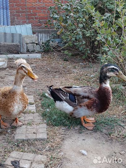 Утки хохлатые