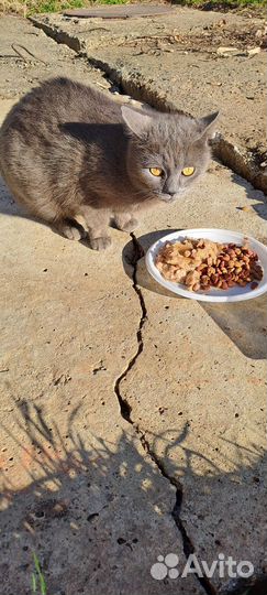 Кошки в добрые руки бесплатно