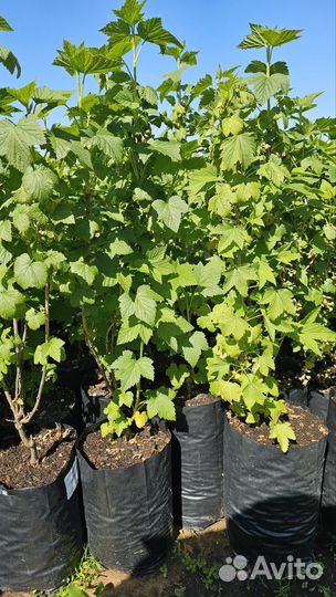 Саженцы черной смородины