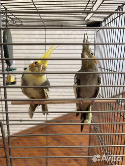 Попугай с клеткой