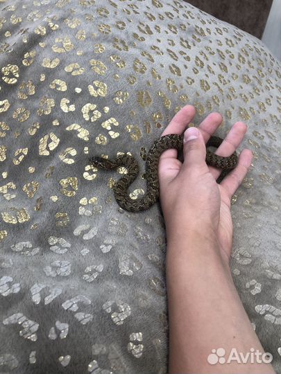 Узорчатый полоз