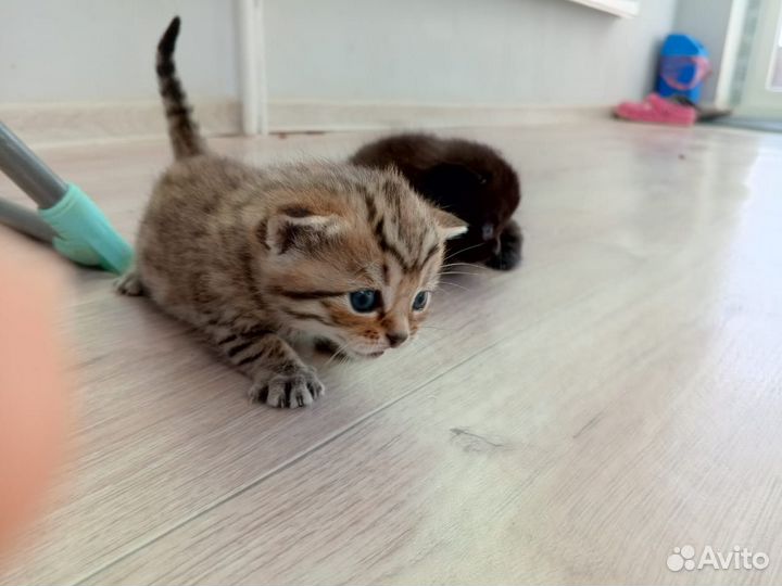 Кошки в добрые руки