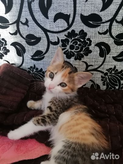 Кошка в дар бесплатно