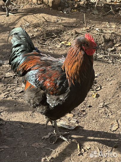 Молодые петухи