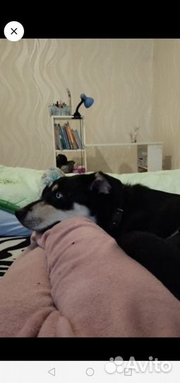 Метис хаски