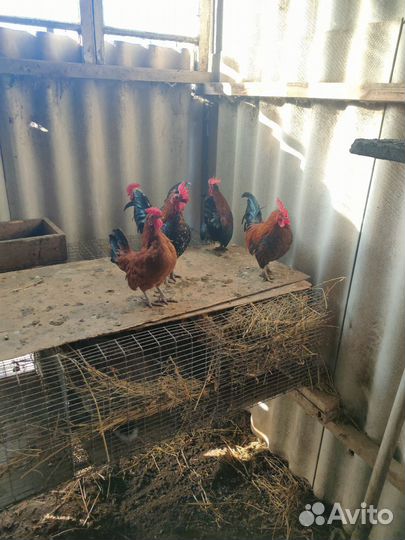 Петушки карликовые