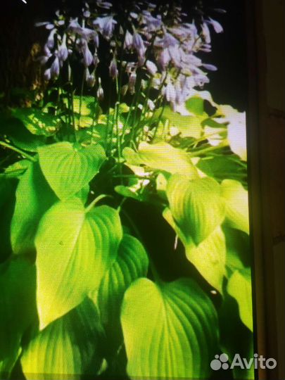 Шефлера и хоста