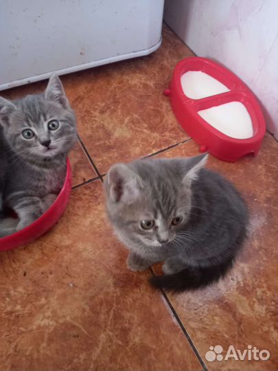 Британская кошка бесплатно