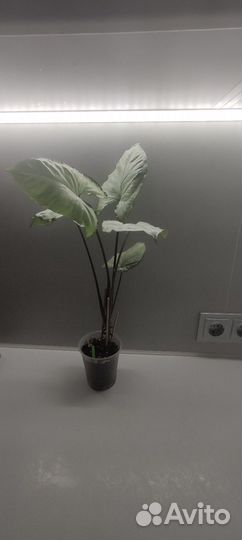 Сингониумы редкие сортовые