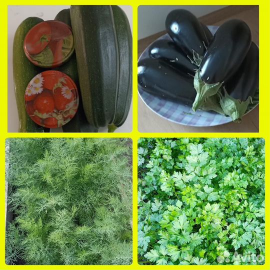 Баклажан свежий