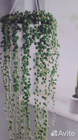 Крестовник роули