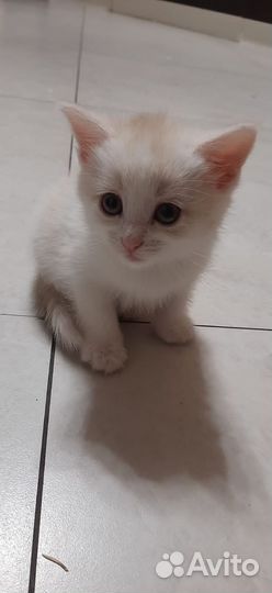Котята отдам бесплатно
