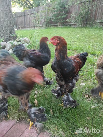 Петухи Брама