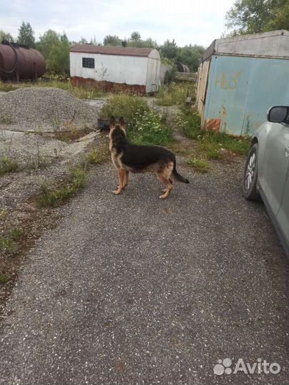 Собаки бесплатно в добрые руки щенки