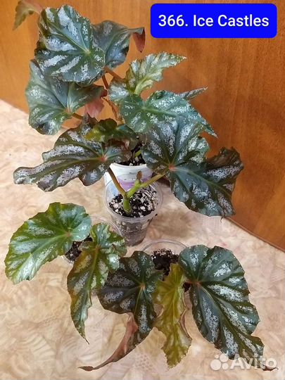 Кейн бегонии