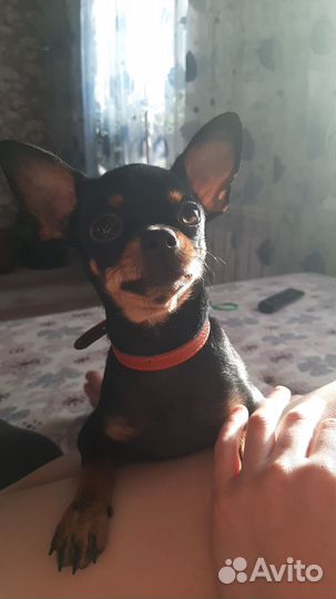 Мальчик мини -тойчик,ищет невесту