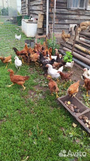 Куры молодки