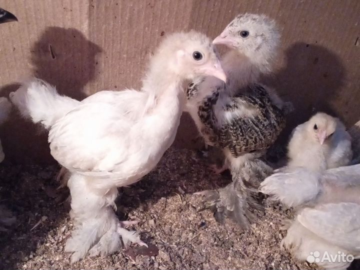 Цыплята породистые