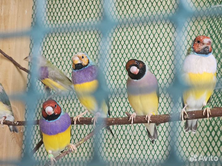 Амадины гульда