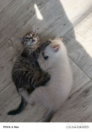 Котята в добрые руки