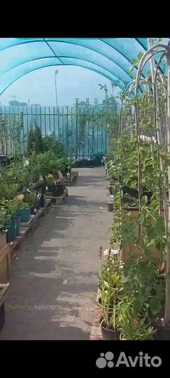 Продам готовый бизнес саженцы/разливные напитки