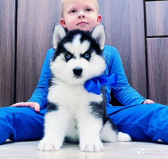 Шикарные Хаски (мальчики и девочки)