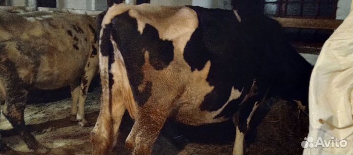 Корова на мясо