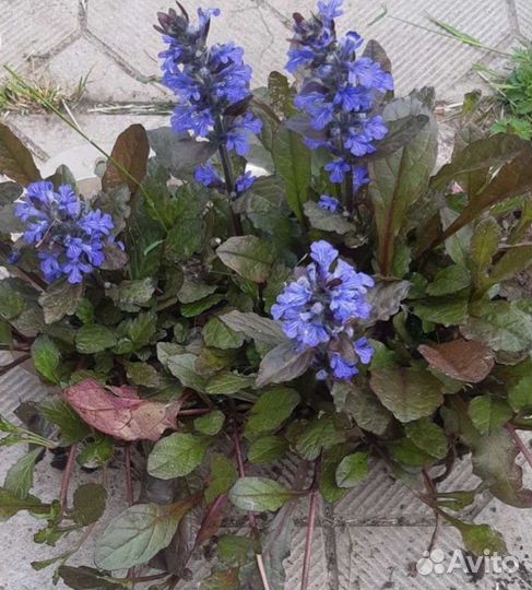 Садовые многолетники