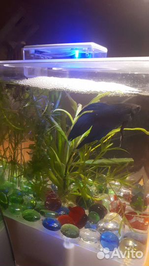 Аквариум