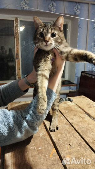 Кошка в добрые руки