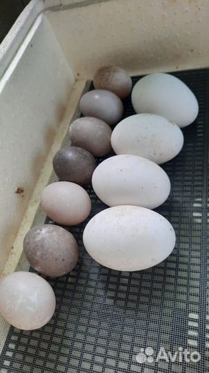 Утята утки Каюга, цыплята и инкубационное яйцо