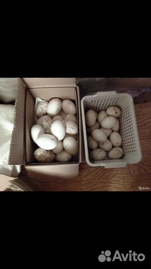 Домашнее гусиное, куриное яйцо