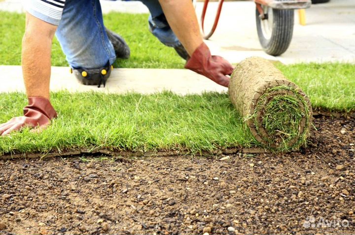 Рулонный газон - производство,доставка,укладка